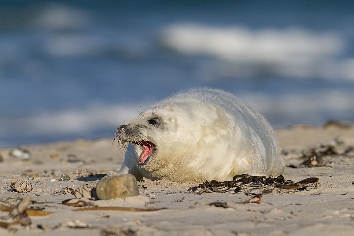 Kegelrobbe Halichoerus grypus